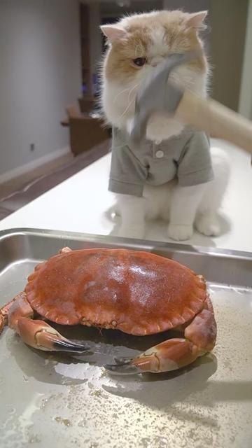 怀特喵先生 - 今天吃个面包,不不不,是面包蟹～#猫 #吃播 - kol 数据